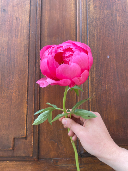 Bouquet de pivoines